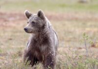 Aicina piedalīties Igaunijas–Latvijas fotokonkursā par lāčiem