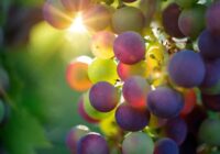 Latvijas vīnogu izstāde 2022 -Bauskas pils pagalmā 24.septembrī