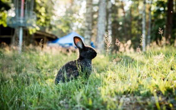 Melnā truša gads 2023: trīs zodiaka zīmes, kuras var gaidīt globālas pārmaiņas