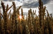 No Ukrainas tika eksportēti vairāk nekā 11 miljoni tonnu graudu; mazāk attīstītajām valstīm joprojām ir vajadzīga palīdzība