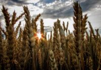 No Ukrainas tika eksportēti vairāk nekā 11 miljoni tonnu graudu; mazāk attīstītajām valstīm joprojām ir vajadzīga palīdzība