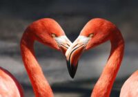 “Mīlestības viesuļvētra pārklās”: 2022. gada decembra otrajā dekādē 3 zodiaka zīmes iegrims romantikā
