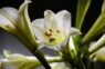 Kāpēc lilijas neuzzied – ko daru nepareizi?