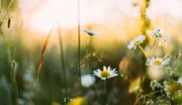 Daugavpils gatavojas sezonai: pilsētā pārbauda visas atpūtas vietas