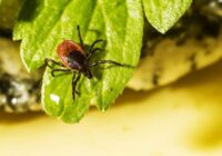 Ērču aktivitāte kā atgādinājums par neizpildītiem darbiem