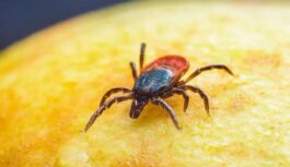 Gaisa temperatūrai paaugstinoties, Latvijā kļūst aktīvas ērces Gaisa temperatūrai paaugstinoties, Latvijā kļūst aktīvas ērces