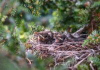 Lai saudzētu ligzdojošos putnus, no 15. marta liegta mežizstrāde aizsargājamās zonās Lai saudzētu ligzdojošos putnus, no 15. marta liegta mežizstrāde aizsargājamās zonās