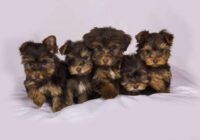 Pērn atklāti vairāk nekā 1500 pārkāpumi mājdzīvnieku sludinājumos: Kā sevi pasargā