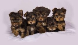 Pērn atklāti vairāk nekā 1500 pārkāpumi mājdzīvnieku sludinājumos: Kā sevi pasargā