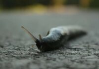 Jaunā kārtība pašvaldībām dos lielākas pilnvaras Spānijas kailgliemežu skaita samazināšanā