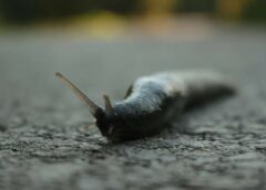 Jaunā kārtība pašvaldībām dos lielākas pilnvaras Spānijas kailgliemežu skaita samazināšanā