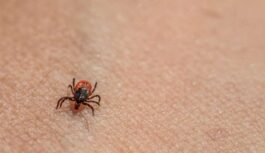 Labvēlīgi apstākļi ērcēm aizvadītajā ziemā