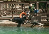 Sestdien un svētdien zoodārzā valdīs roņi – iespēja uzzināt vairāk par mūsu jūras iemītniekiem