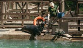 Sestdien un svētdien zoodārzā valdīs roņi – iespēja uzzināt vairāk par mūsu jūras iemītniekiem Sestdien un svētdien zoodārzā valdīs roņi – iespēja uzzināt vairāk par mūsu jūras iemītniekiem