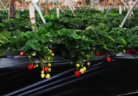 Kūdras ieguves krīze un tās sekas nozarē