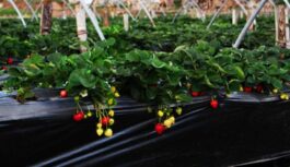 Kūdras ieguves krīze un tās sekas nozarē