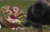 Pasaulē vecākā gorilla Fatū svin 69. dzimšanas dienu: neparastais dzīvesstāsts no Āfrikas līdz Berlīnei