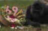 Pasaulē vecākā gorilla Fatū svin 69. dzimšanas dienu: neparastais dzīvesstāsts no Āfrikas līdz Berlīnei